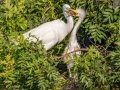 Great Egrets - Venice Rookery - Sarasota County, April 23, 2022