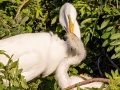 Great Egrets - Venice Rookery - Sarasota County, April 23, 2022