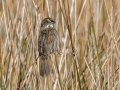 Seaside Sparrow - St Marks NWR - Panacea Unit Bottoms Rd - Wakulla County, April 15, 2022