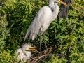 Great Egrets - Venice Rookery - Sarasota County, April 23, 2022