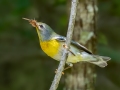 Northern Parula - Sweetwater Wetlands Park - Alachua County, April 17, 2022
