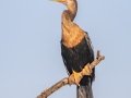 Anhinga -St Marks NWR - Headquarters Pond - Wakulla County, April 15, 2022