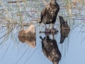 Double-crested Cormorant -St Marks NWR - Headquarters Pond - Wakulla County, April 15, 2022