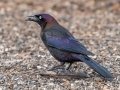 Common Grackle- The Celery Fields - Sarasota County, April 20, 2022