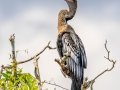 Anhinga - Everglades NP - Shark Valley Tram Rd - Miami-Dade County, April 28, 2022