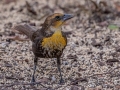 Yellow-headed Blackbird - The Celery Fields - Sarasota County, April 20, 2022