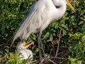 Great Egrets - Venice Rookery - Sarasota County, April 23, 2022