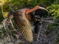 Glossy Ibis - Venice Rookery - Sarasota County, April 23, 2022