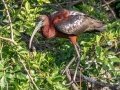 Glossy Ibis - Venice Rookery - Sarasota County, April 23, 2022