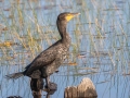 Double-crested Cormorant -St Marks NWR - Headquarters Pond - Wakulla County, April 15, 2022
