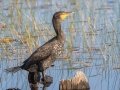 Double-crested Cormorant -St Marks NWR - Headquarters Pond - Wakulla County, April 15, 2022