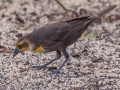 Yellow-headed Blackbird - The Celery Fields - Sarasota County, April 20, 2022