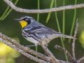 Yellow-throated Warbler - St Marks NWR - Panacea Unit Bottoms Rd - Wakulla County, April 15, 2022