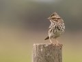 Savannah Sparrow - Joe Overstreet Rd and Landing - Osceola County, April 19, 2022