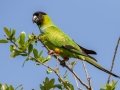 Nanday Parakeet - The Celery Fields - Sarasota County, April 20, 2022