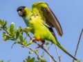 Nanday Parakeet - The Celery Fields - Sarasota County, April 20, 2022
