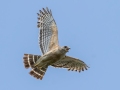 Red-shouldered Hawk - Everglades NP - Shark Valley Tram Rd - Miami-Dade County, April 28, 2022