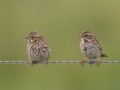 Savannah Sparrows - Joe Overstreet Rd and Landing - Osceola County, April 19, 2022