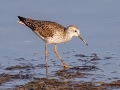 Lesser Yellowlegs -  St Marks NWR - Mounds Pool No 1 - Wakulla County, April 15, 2022