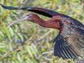 Glossy Ibis - Venice Rookery - Sarasota County, April 23, 2022