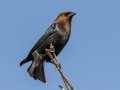 Brown-headed Cowbird - The Celery Fields - Sarasota County, April 20, 2022