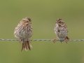 Savannah Sparrows - Joe Overstreet Rd and Landing - Osceola County, April 19, 2022