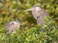 Great Blue Herons - Venice Rookery - Sarasota County, April 23, 2022