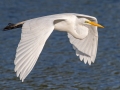 Great Egret- Venice Rookery - Sarasota County, April 23, 2022