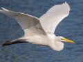 Great Egret- Venice Rookery - Sarasota County, April 23, 2022