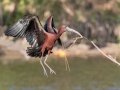 Glossy Ibis - Venice Rookery - Sarasota County, April 23, 2022