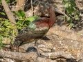 Glossy Ibis - Venice Rookery - Sarasota County, April 23, 2022