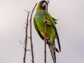 Nanday Parakeet - The Celery Fields - Sarasota County, April 20, 2022