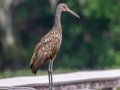 Limpkin - Paynes Prairie SP - La Chua Trail - Alachua County, April 17, 2022