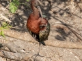 Glossy Ibis - Venice Rookery - Sarasota County, April 23, 2022