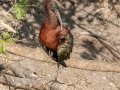 Glossy Ibis - Venice Rookery - Sarasota County, April 23, 2022