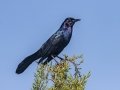 Boat-tailed Grackle - St Marks NWR - Panacea Unit Bottoms Rd - Wakulla County, April 15, 2022