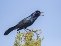 Boat-tailed Grackle - St Marks NWR - Panacea Unit Bottoms Rd - Wakulla County, April 15, 2022