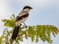 Loggerhead Shrike - Naples Botanical Garden - Collier County, April 25, 2022