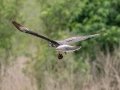 Snail Kite - Paynes Prairie SP - La Chua Trail - Alachua County, April 17, 2022