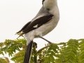 Loggerhead Shrike - Naples Botanical Garden - Collier County, April 25, 2022