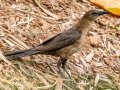 Boat-tailed Grackle - Naples Botanical Garden - Collier County, April 25, 2022