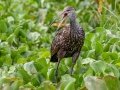 Limpkin - Paynes Prairie SP - La Chua Trail - Alachua County, April 17, 2022