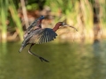Glossy Ibis - Venice Rookery - Sarasota County, April 23, 2022