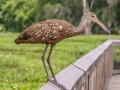 Limpkin - Paynes Prairie SP - La Chua Trail - Alachua County, April 17, 2022