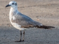 Laughing Gull - Fort De Soto Boat Ramp - Pinellas County, April 21, 2022