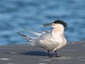 Sandwich Tern - Fort De Soto Boat Ramp - Pinellas County, April 21, 2022