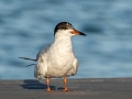 Forster's Tern - Fort De Soto Boat Ramp - Pinellas County, April 21, 2022