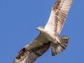 Osprey - Venice Rookery - Sarasota County, April 23, 2022