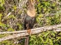 Anhinga - Ten Thousand Islands NWR--Marsh Trail & Observation Tower - Collier County, April 26, 2022