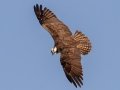 Osprey - Venice Rookery - Sarasota County, April 23, 2022